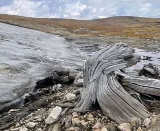 5900 year old pine in Wyoming.JPG